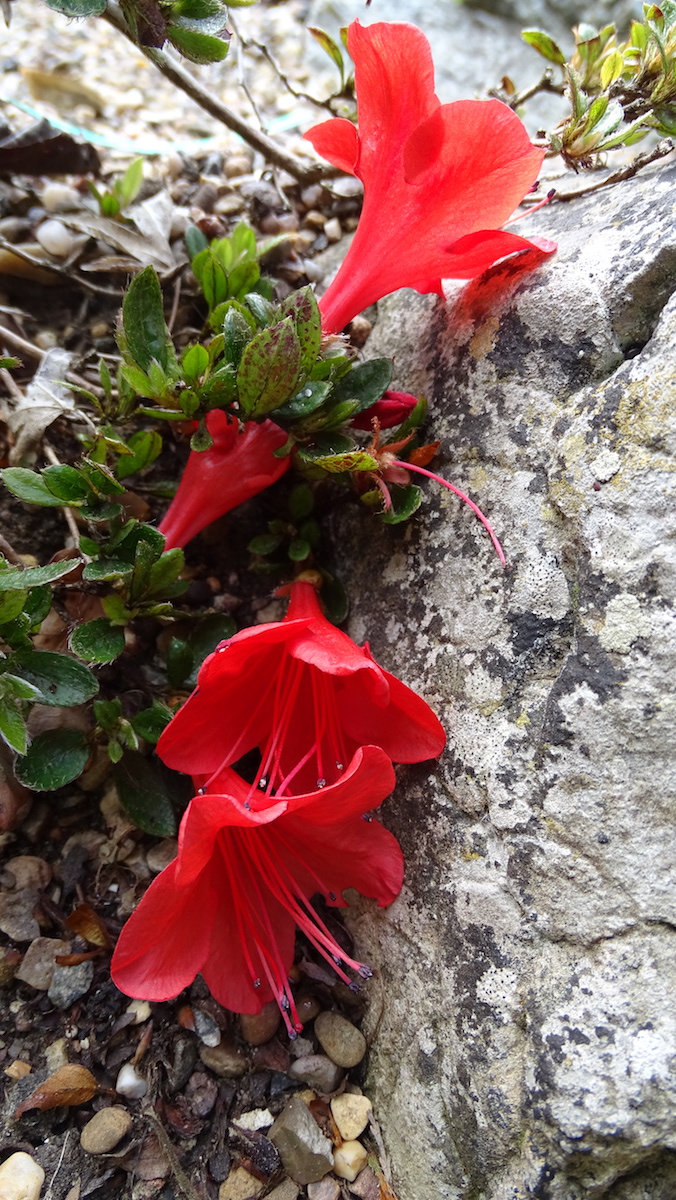 nakaharae Mount Seven Star (P